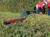 Кусторез электрический Einhell GE-EH 6560 (3403330)