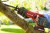 Einhell TE-AP 18 Li.jpg